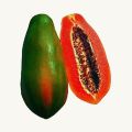 Hybrid F1 Red Lady Papaya 10 Seeds Taiwan. 
