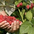 20 Pcs Giant Red Raspberry Bonsais Garden Fruit Plant, Juicy And Delicious Seeds- 100Pcs Seeds. 