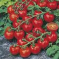 Japanese Tomato Biz 25 Piece SEEDS Home Tuber. 