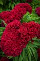 Celosia/Coxcomb Flower Seed - 25/50 pcs Seed of Coxcomb Cristata Flower  Hybrid All Season. 
