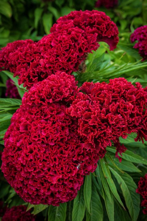 Celosia/Coxcomb%20Flower%20Seed%20-%2025/50%20pcs%20Seed%20of%20Coxcomb%20Cristata%20Flower%20%20Hybrid%20All%20Season%20-%20Image%203