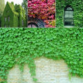 10 Seeds Climbing Creeper Plants Outdoor Wall Decor Seeds Green - 10Pcs. 