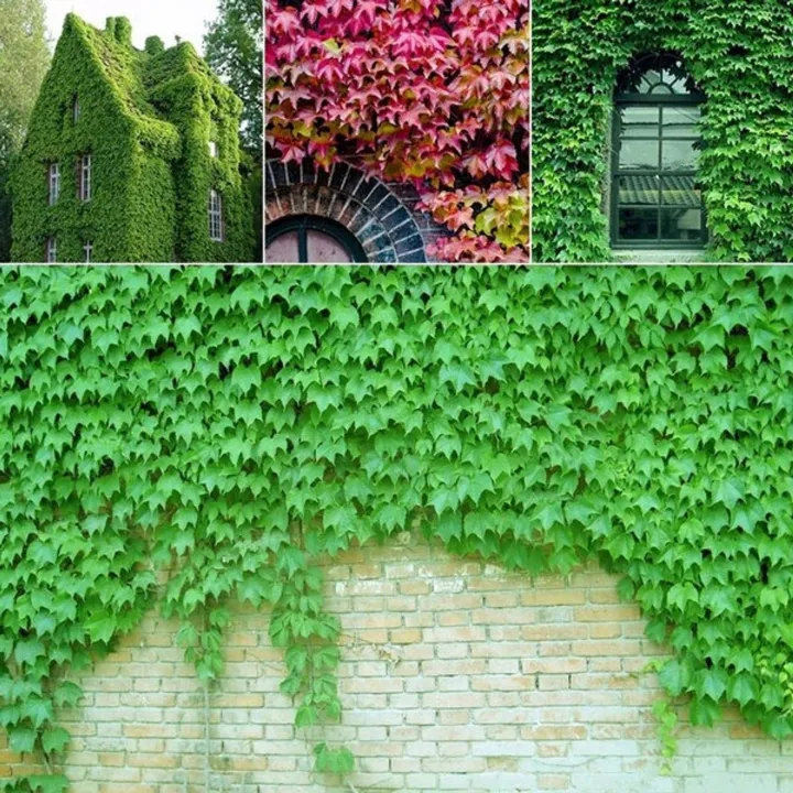 10%20Seeds%20Climbing%20Creeper%20Plants%20Outdoor%20Wall%20Decor%20Seeds%20Green%20-%2010Pcs%20-%20Image%202