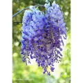 All Season Wisteria Japanese Climbing flower - 5Pcs SeedS (Global Seeds). 