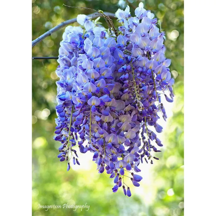 All Season Wisteria Japanese Climbing flower - 5Pcs SeedS (Global Seeds)