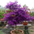 10Pcs Purple Maple Seeds Rare Color Beautiful Purple Ghost Bonsai Plants Trees. 