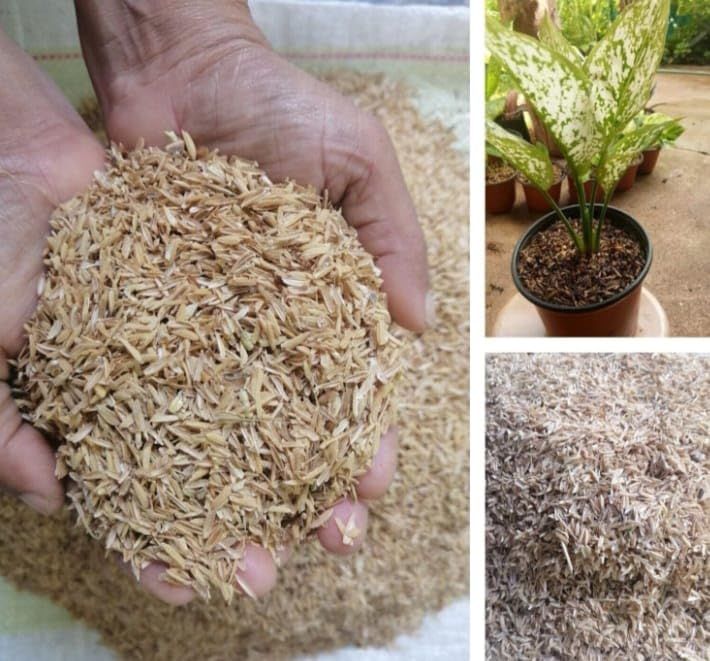 Organic%20Natural%20Rice%20PLANT%20Rice%20Husk%20for%20Gardening%20(1/2%20kg)%20-%20Image%202