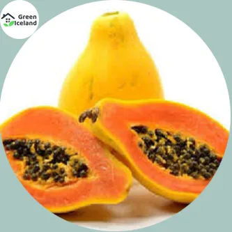 Sweet%20Yellow%20Gold%20Papaya%20Seeds%20-%2010+%20Pcs%20Seeds%20-%20Image%203