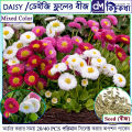 ডেইজি / Daisy Flower Seed - 20/40+ pcs Seed Bellis Perensis Flower Seed Mixed Color Flower. 