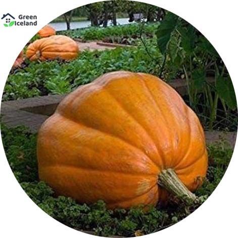 10%20Pcs%20Natural%20European%20Hybrid%20Pumpkin%20Seeds%20-%2010%20Pcees%20Seeds%20-%20Image%202