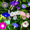 Moonflower Vinica Morning Glory -10+Seeds. 