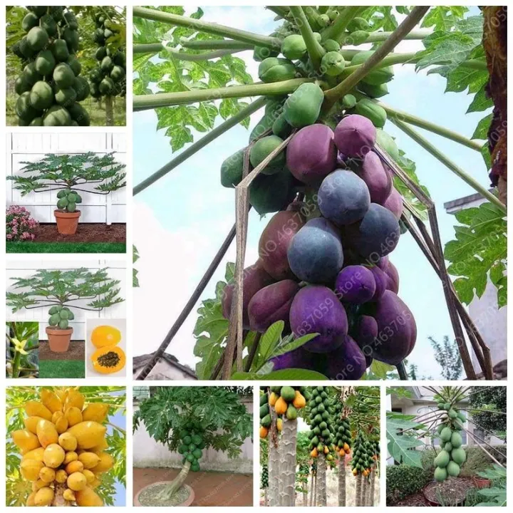 20%20pice%20Fruit%20Bonsai%20Plant%20Yellow%20Gold%20Papaya%20Tree%20Juicy%20Fruit%20Potted%20Unique%20Rare%20Home%20Garden%20Plant%20-%20Image%202