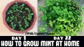 Mint / Pudia Seedd 25+ pcs Seed - পুদিনা পাতা বীজ - ২৫+ টি.