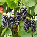 Blackberry and blackberries fruit tree mulberry fruit bonsai healthy nutrition-30Pcs seeds. 
