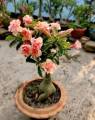 big size thai Adenium mix flower Plants 1pis. 