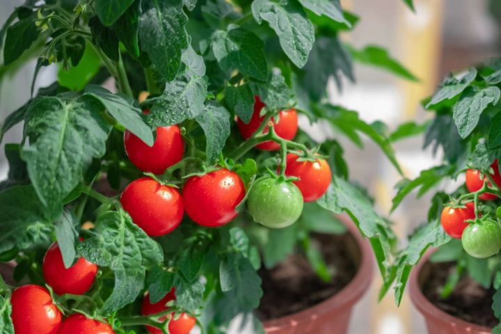 Summer%20Tomato%20-%2015/30%20pcs%20%20F1%20Hybrid%20Seed%20-%20%20%E0%A6%97%E0%A7%8D%E0%A6%B0%E0%A6%BF%E0%A6%B7%E0%A7%8D%E0%A6%AE%E0%A6%95%E0%A6%BE%E0%A6%B2%E0%A6%BF%E0%A6%A8%20%E0%A6%9F%E0%A6%AE%E0%A6%BE%E0%A6%9F%E0%A7%8B%20%E0%A6%B9%E0%A6%BE%E0%A6%87%E0%A6%AC%E0%A7%8D%E0%A6%B0%E0%A6%BF%E0%A6%A1%20%E0%A6%AC%E0%A6%BF%E0%A6%9C%20%E0%A6%85%E0%A6%B8%E0%A6%AE%E0%A7%9F%20%E0%A6%AC%E0%A6%BE%20%E0%A6%AC%E0%A6%BE%E0%A6%B0%E0%A6%AE%E0%A6%BE%E0%A6%B0%E0%A6%87%20%E0%A6%AC%E0%A6%AA%E0%A6%A8%20%E0%A6%95%E0%A6%B0%E0%A6%BE%20%E0%A6%AF%E0%A6%BE%E0%A7%9F%20-%20Image%203