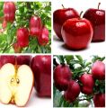 Indian Sweet Apple Fruit Tree Bonsai Seeds -20 Pcs Seeds. 