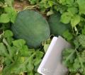 SUGAR BABY WATERMELON Fruit Seeds garden decoration Seeds - 10pcs. 