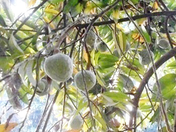 Custard%20Apple%20Organic%20Fruit%20Seeds%20For%20Gardening%20or%20Planting%20-10Seeds%20(%E0%A6%86%E0%A6%A4%E0%A6%BE%20%E0%A6%97%E0%A6%BE%E0%A6%9B%E0%A7%87%E0%A6%B0%20%E0%A6%AC%E0%A7%80%E0%A6%9C)%20-%20Image%205