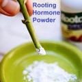 Hormone Rooting Powder(For Cuttings) 10g Loose Re-Pack.