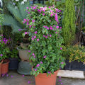 45/60/75CM Climbing Plant Support Cage Garden Trellis Flowers Tomato Stand With 3 Rings. 