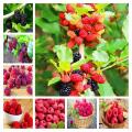 30 Pcs Giant Red Raspberry Seeds. 