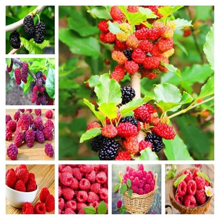 30%20Pcs%20Giant%20Red%20Raspberry%20Seeds%20-%20Image%205