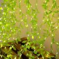 Battery Operated Vine Leaf Fairy String Light, Artificial Mehidi Pata Light for Flower Garland Hanging Plants for Indoor Use Wedding Party Decoration. 