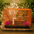 Large Squares Of Bangladeshi Premium Metal Bird Cage (2023) Size: 25 "× 19" Including All Accessories  Cash On Delivery Available. 