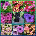 petunia flower seeds 30 pis + gift (all season). 