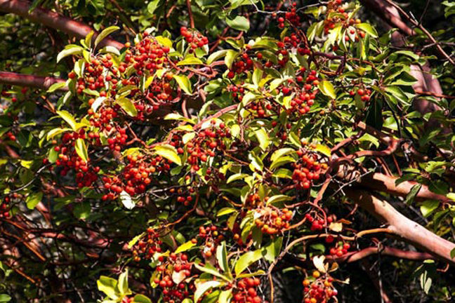 Blood%20Sandalwood%20Tree%20Seeds%20-5pcs%20(%E0%A6%B0%E0%A6%95%E0%A7%8D%E0%A6%A4%E0%A6%9A%E0%A6%A8%E0%A7%8D%E0%A6%A6%E0%A6%A8%20%E0%A6%AC%E0%A7%80%E0%A6%9C)%20Global%20Seeds%20-%20Image%202