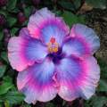 Hybrid hibiscus flower seeds / joba flower seeds multicolor 10 pis + gift.