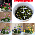Exceptional Quality - Sholdnat 5 Piece Seed Dwarf Padma Flower Mixed Color Small Water Lily Flower Seed Aquatic Plant - Sustainable Option.