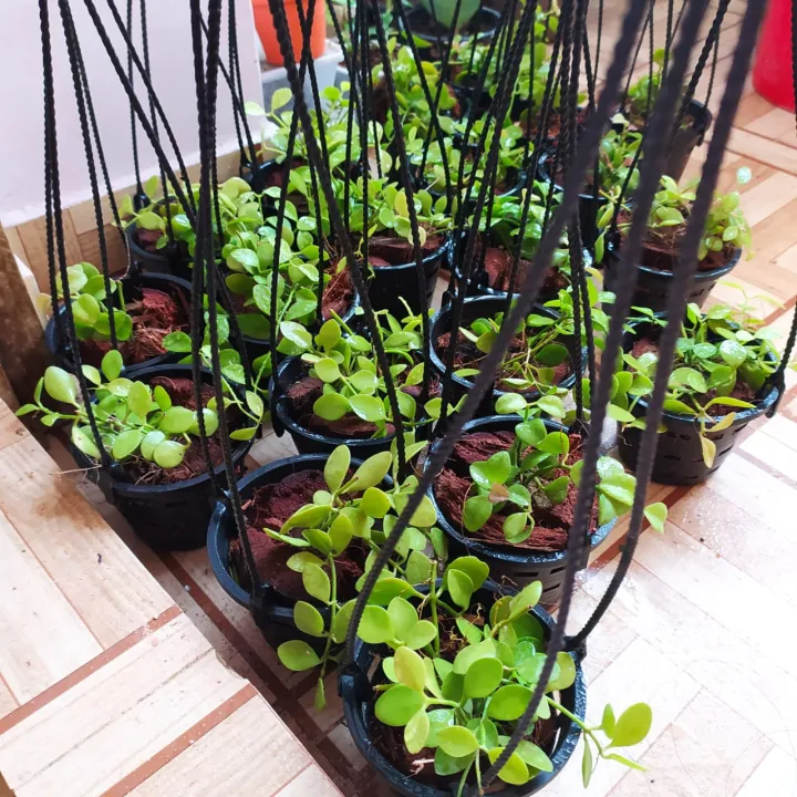 Green%20Leaf%20Semi%20Indoor%20Orchid%20Plant%20with%20Hanging%20Pot%20-%20Image%204