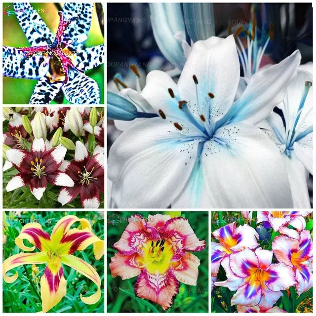 Rainbow%20Lily%20of%20Valley%20Flower%20Seeds%20-%2020%20Pcs%20Seeds%20-%20Image%202