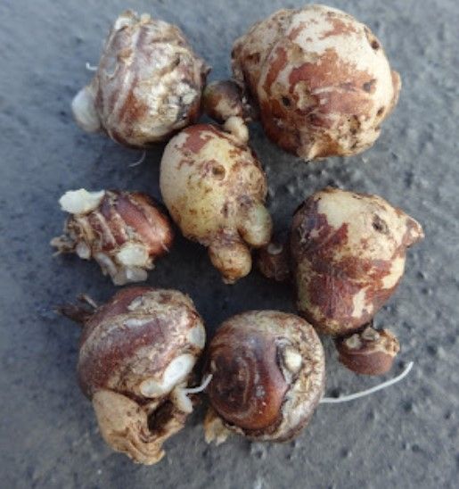 Ekangi%20Natural%20Herbs,Fresh%20&%20Pure%20Herb%20Akangi%20Botanical%20Herbs%20(%20Aromatic%20Ginger%20,%20%20Hedychium%20Spicatum%20,%20Galanga%20)%20%20in%20Bangladesh%20For%20Fishing%20,%20Helth%20%20And%20Hair%20Care-%20100%20GRM%20-%20Image%205