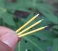 Hard Filament COB Led Light 2700K 3V DC 38mm 1Pcs.