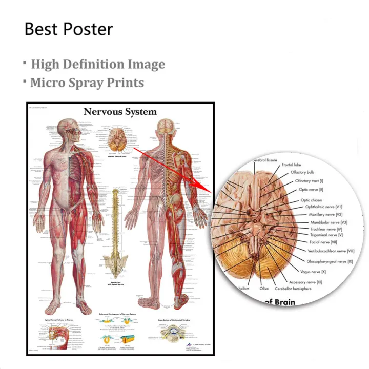 Human%20Skeletal%20Frame%20Organs%20Medical%20Poster%20Modern%20Anatomy%20Muscle%20Skeleton%20Decor%20Wall%20Art%20Canvas%20Painting%20Pictures%20Prints%20Artwork%20-%20Image%206