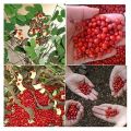 Blood Sandalwood Tree Seeds All Season-5 Pcs. 
