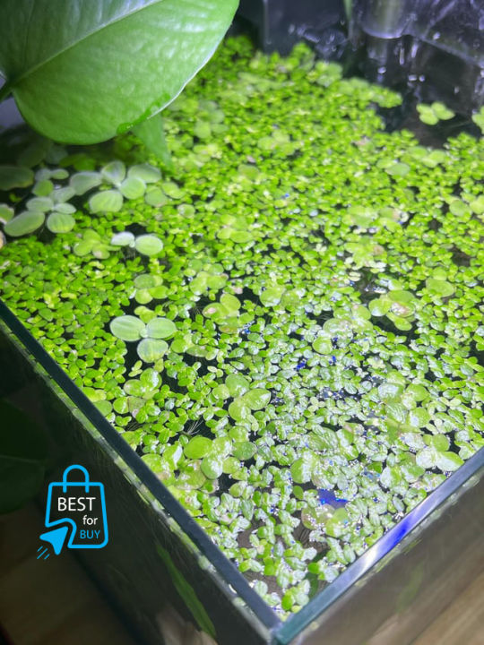 Aquarium%20Live%20Plant%20Aquarium%20Floating%20Plants%20Duckweed%20Aquarium%20plant%20for%20Fish%20tank,%20Guppy%20Tank%20Or%20Pound%20(30%20Pieces)%20-%20Image%202