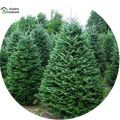 30 Pcs Fir Tree Seeds - 30 Pcs Seeds (Imported Global Seeds). 