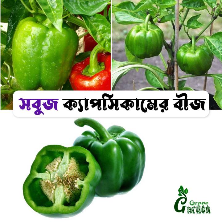 Premium Quality All Season Green Color Capsicum Seeds 22pics + Gift