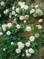 30 Pcs WhiteColour Roses Flower Seeds - 30Pcs Seeds Seeds.