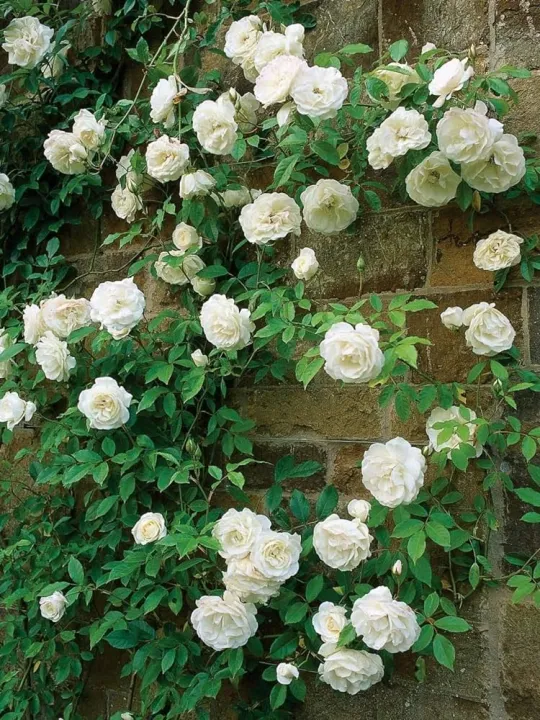30%20Pcs%20WhiteColour%20Roses%20Flower%20Seeds%20-%2030Pcs%20Seeds%20Seeds%20-%20Image%202