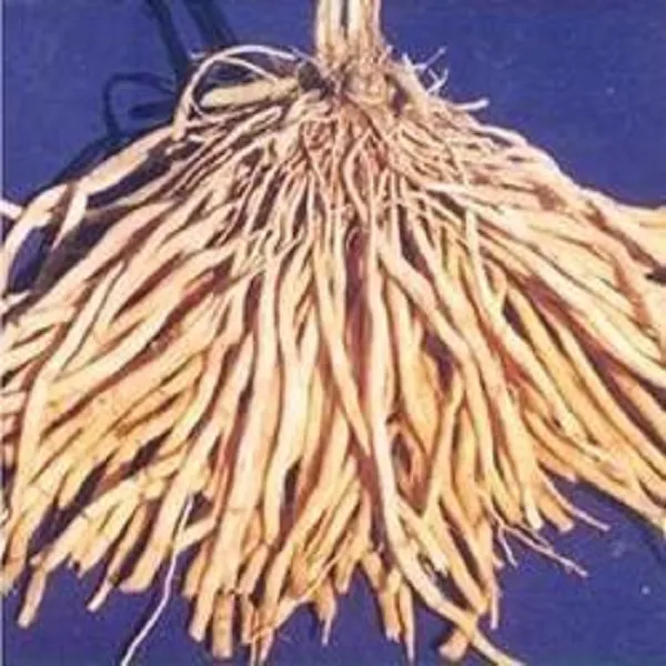 Shotomul%20Powder,%20Shatamul%20Powder,%20Shatavari%20Powder%20-100gram%20-%20Image%202