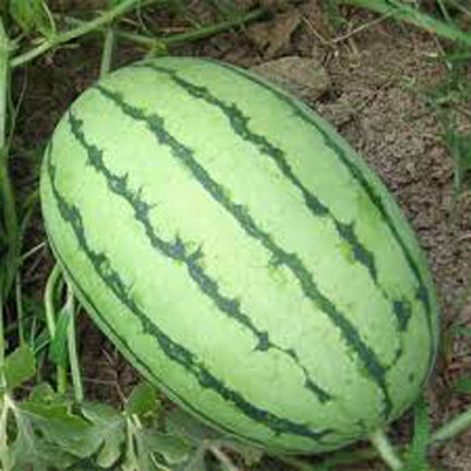 Red%20Color%20Lazy%20Melon%20King%20Watermelon%20Bonsai%20%20Meat%20Garden%20Balcony%20Potted%20Vegetables%2010Pcs%20seeds%20-%20Image%203