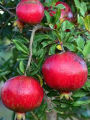 All Season Pomegranate Bonsai Seeds - 15 Pcs SeedS. 