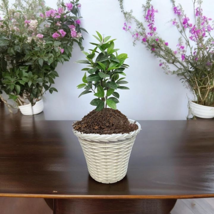 Planter%20Bamboo%20Resin%20Flower%20Pot7.5%20inch%20Cane%20Planter%20With%20tray%201%20pcs%20-%20Image%205