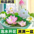 Thai Bowl Lotus Flower Seeds - 5 Seeds ( Germination 100%). 