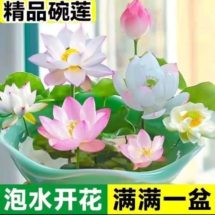 Thai%20Bowl%20Lotus%20Flower%20Seeds%20-%205%20Seeds%20(%20Germination%20100%25)%20-%20Image%202